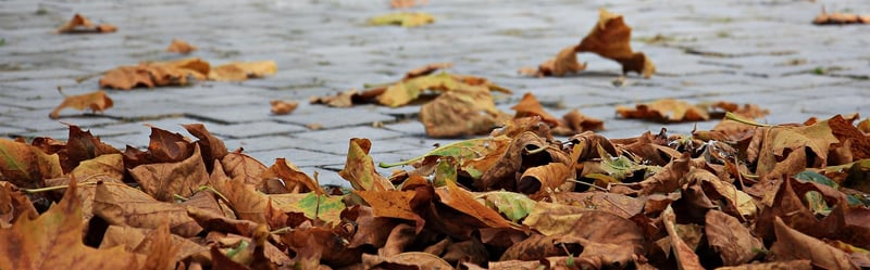 Autumn Vertical Garden