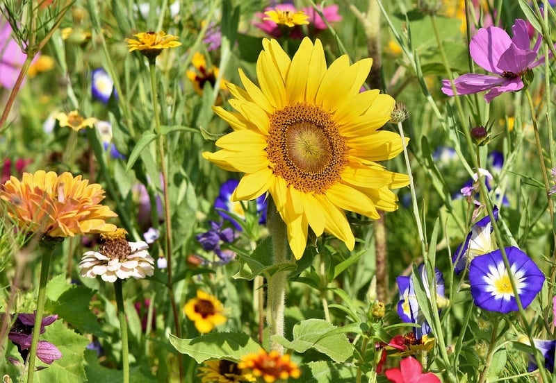 Master Gardener