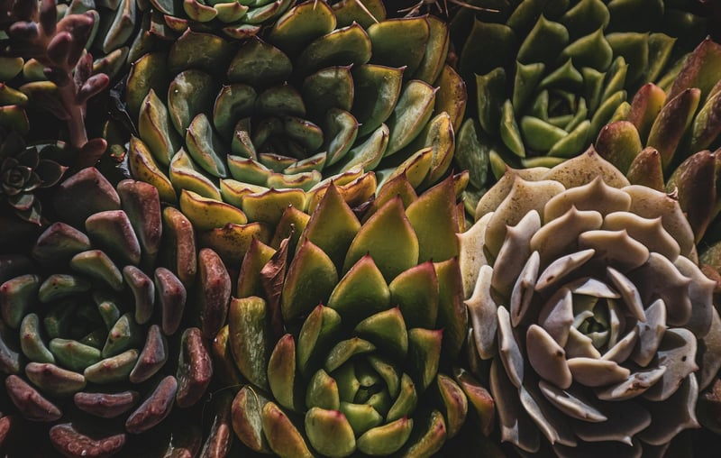 Botanical Nursery